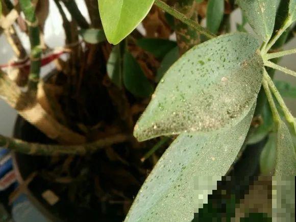 虫子再不杀，花都要死了，活不过今年！