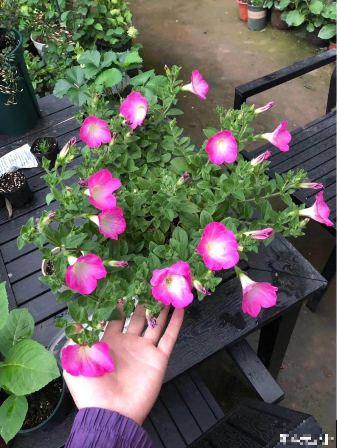 15种花，开完花就结种子，千万别丢掉