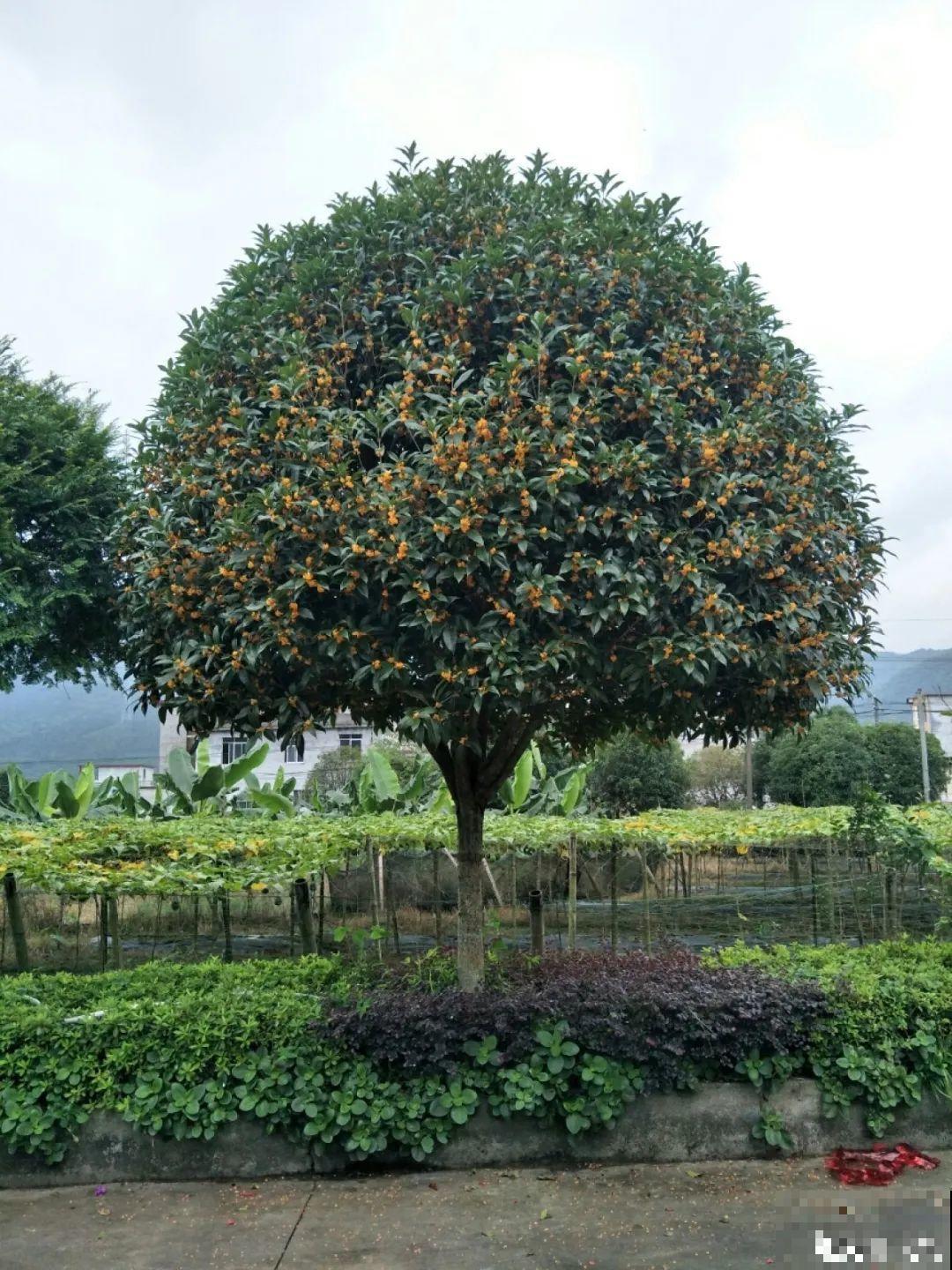 50年的桂花树,卖了5万块钱,大家觉得值吗? 50年的桂花树,卖了5万块钱,大家觉得值吗?