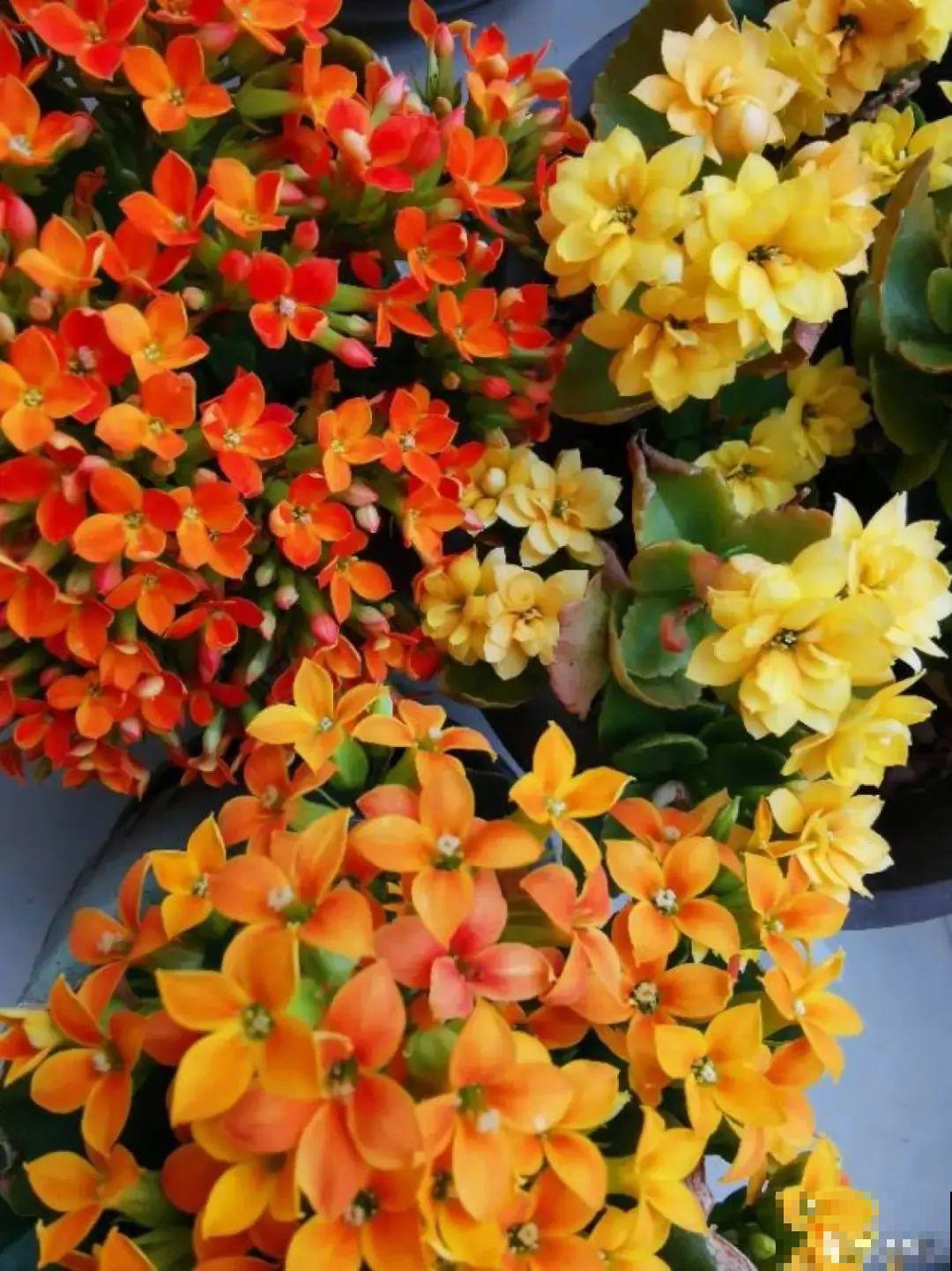 秋天不养长寿花,实在是太亏了,养10盆都不嫌多 秋天不养长寿花,实在是太亏了,养10盆都不嫌多