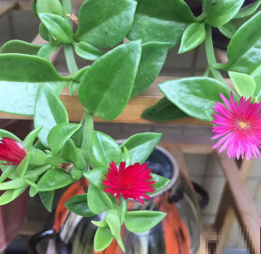 吊兰、绿萝养腻了,养盆牡丹吊兰,叶绿花红花期长! 吊兰、绿萝养腻了,养盆牡丹吊兰,叶绿花红花期长!