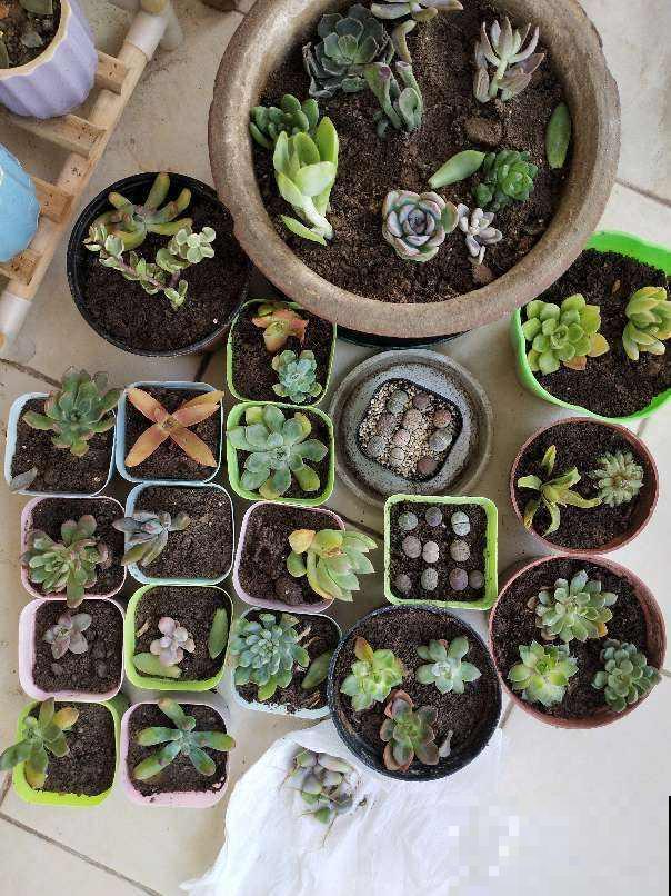 养多肉最重要的是养根，沙土养护才最好，透气好根长得旺