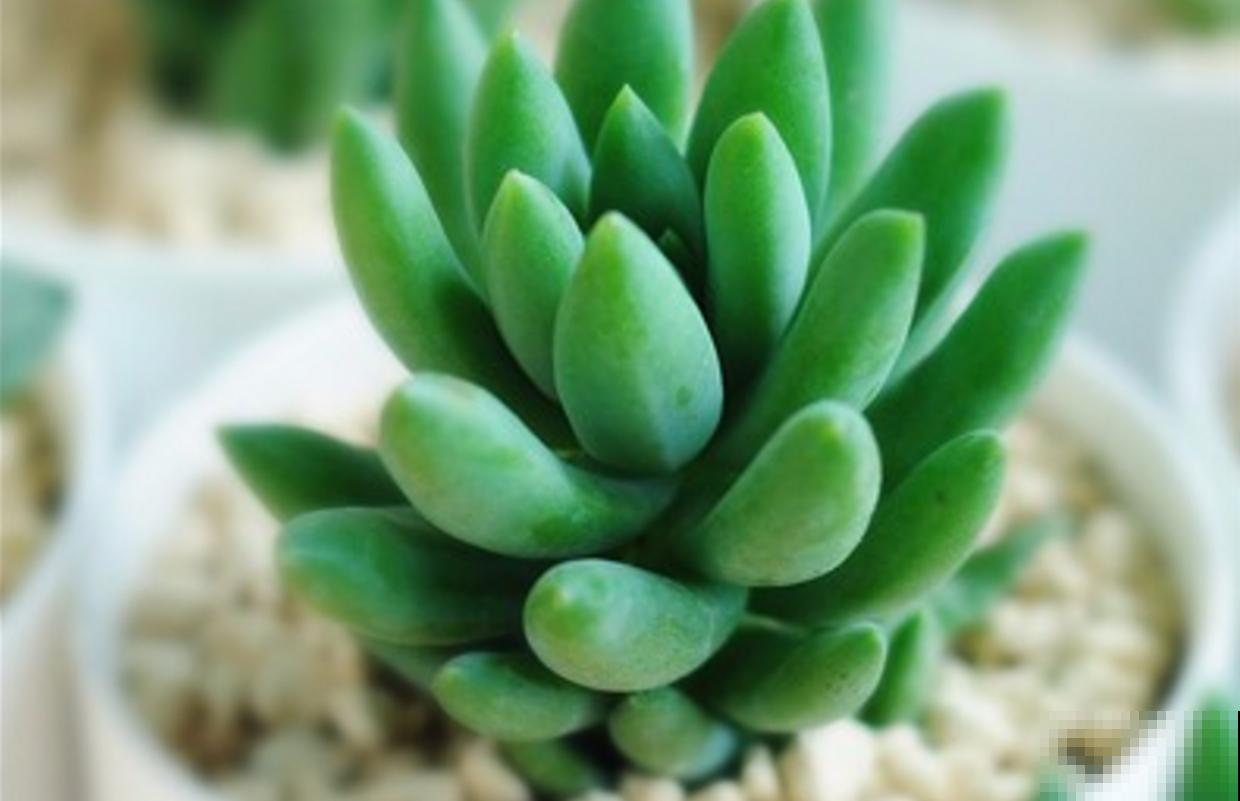 特欠削的千佛手，削一削就疯长，快回家削一顿！