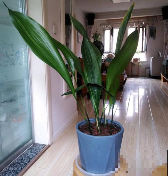 胜过绿萝的花卉，长这个样子，看过就爱上！