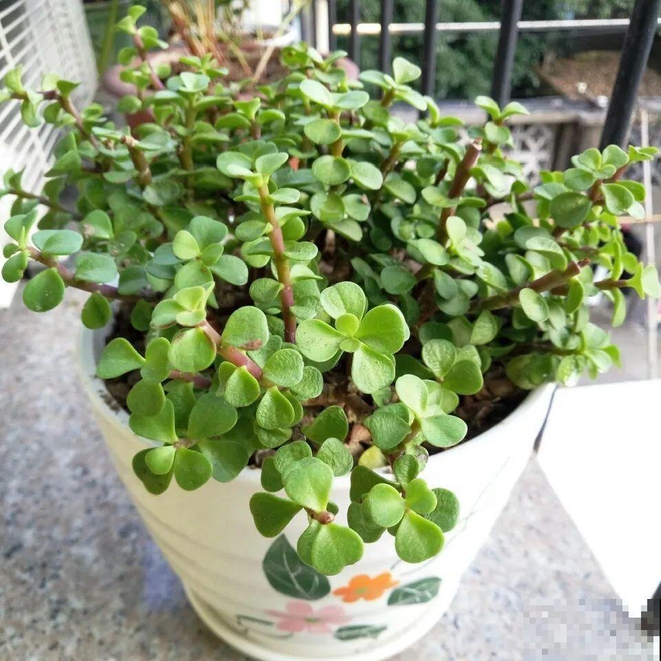 金枝玉叶开花了,特罕见,比雅乐之舞还美! 金枝玉叶开花了,特罕见,比雅乐之舞还美!