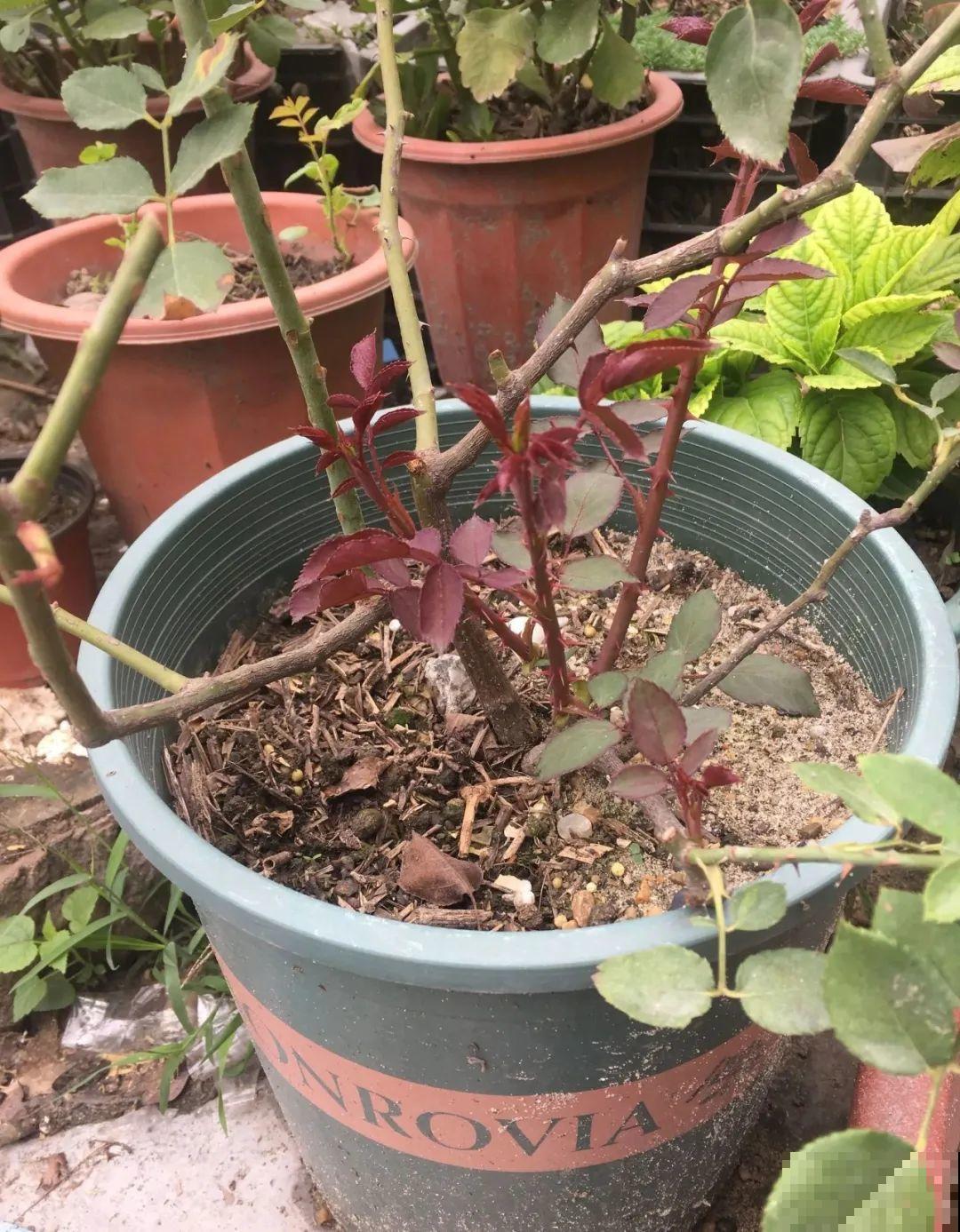 7种花冬天要休眠，看着好像枯死了，千万别丢掉