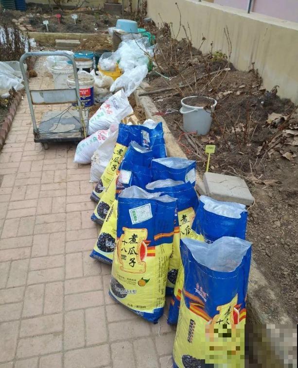 月季爆笋芽了，花友喜滋滋，先别乐，这个时期要慎重！