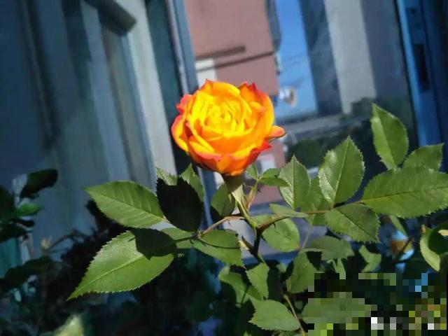 月季别剪了，剪完一杆全黑，今年都白养！