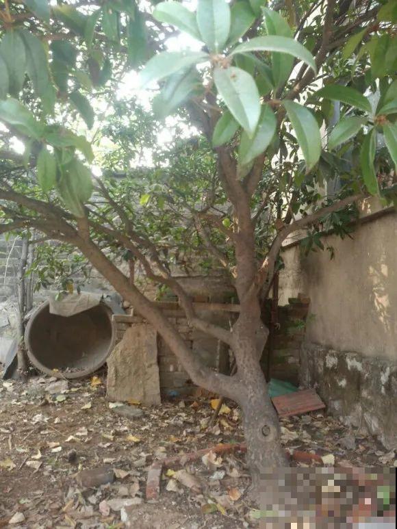 50年的桂花树,卖了5万块钱,大家觉得值吗? 50年的桂花树,卖了5万块钱,大家觉得值吗?