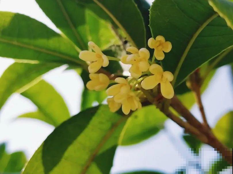 你在哪个城市，最适合养的花就是它！