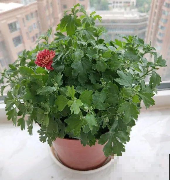 天凉了，9种花不能修剪，剪了以后不开花！