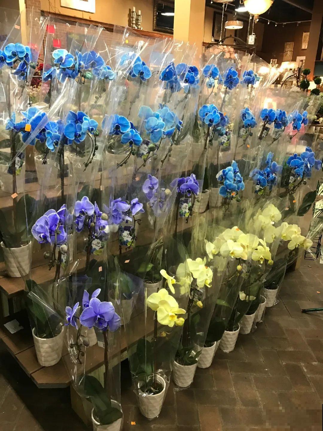 蓝色蝴蝶兰头一回见,一买就上当,养不活真生气! 蓝色蝴蝶兰头一回见,一买就上当,养不活真生气!