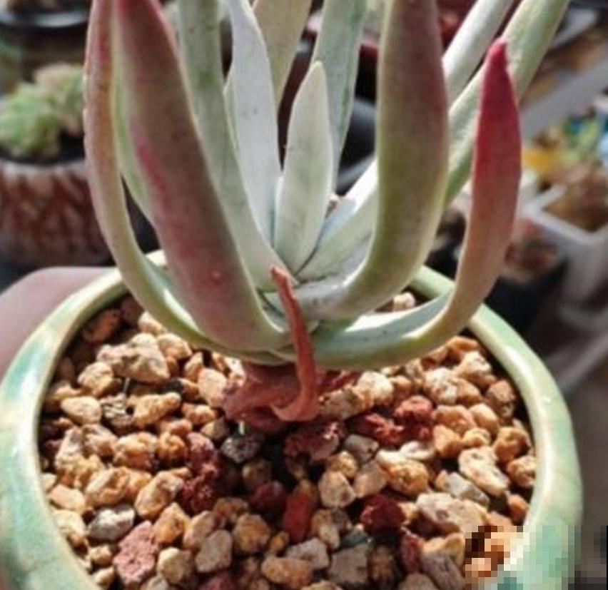 仙女杯养不好？生根太慢，催一催就好！