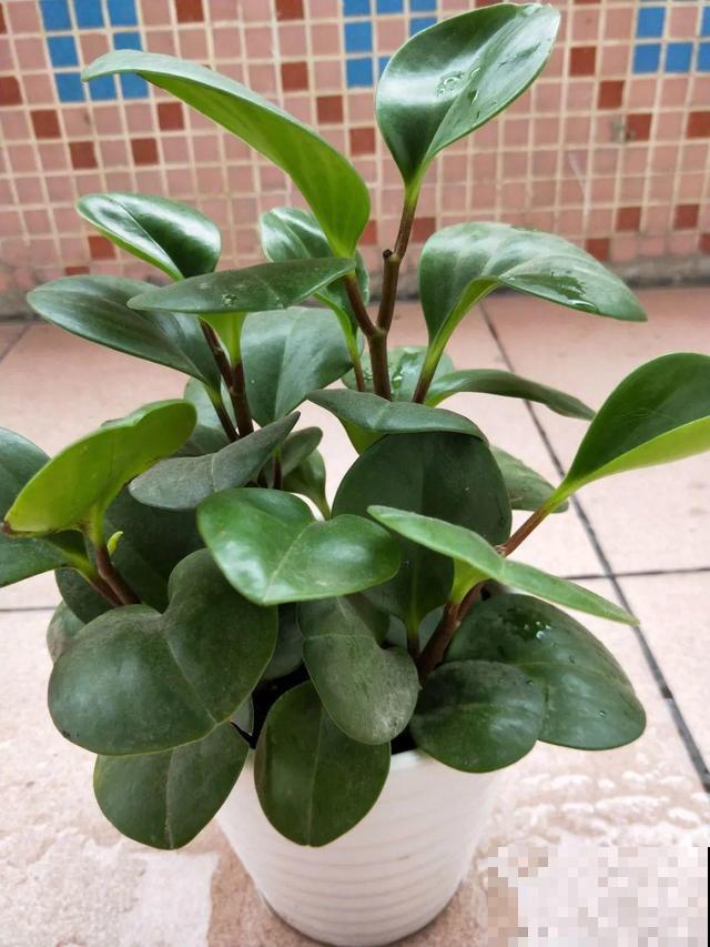 冬天就养耐阴花，没光也能开爆盆，扔角落自己疯长！