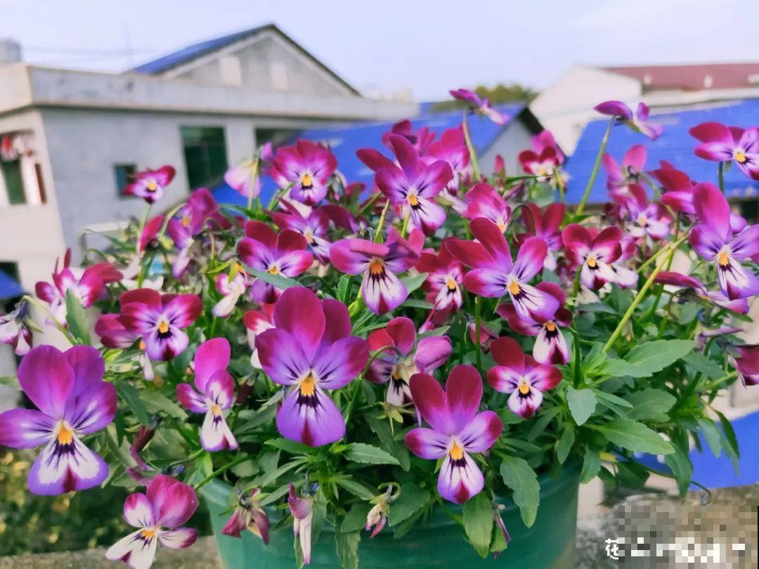 家里养了一盆“兔子花”，越冷越开花，呼呼开爆盆