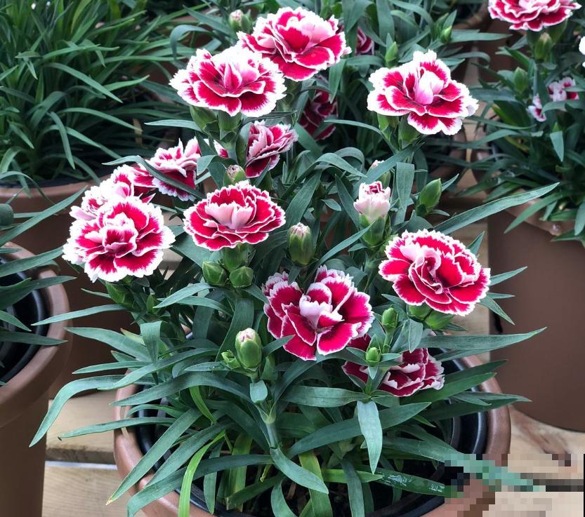 养康乃馨很省心,施点肥料蹭蹭长,坐等开花! 养康乃馨很省心,施点肥料蹭蹭长,坐等开花!