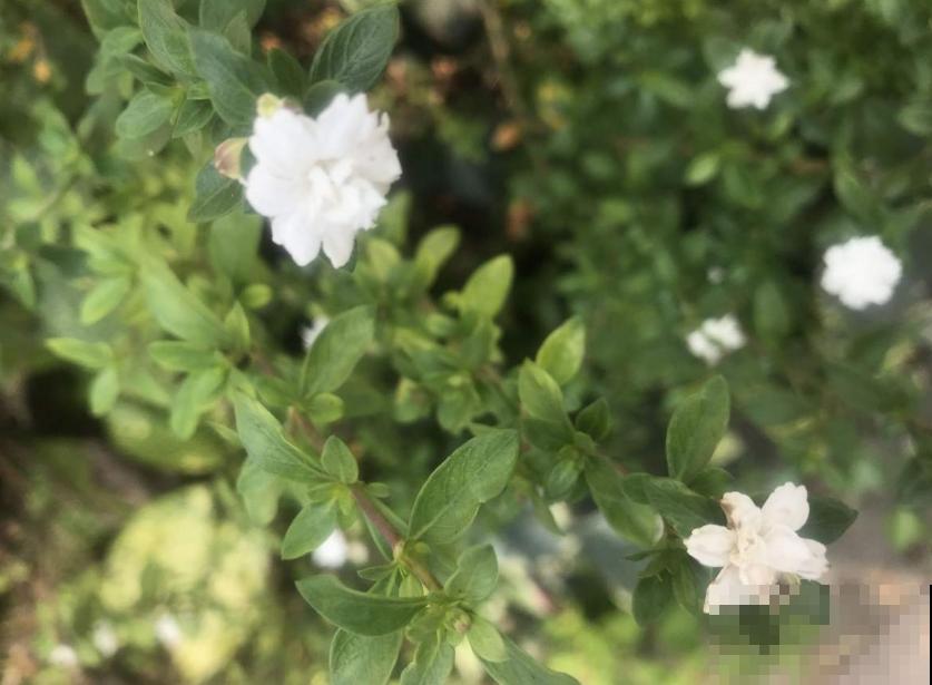 这花洁白如雪，好看，养成盆景倍儿有面子！