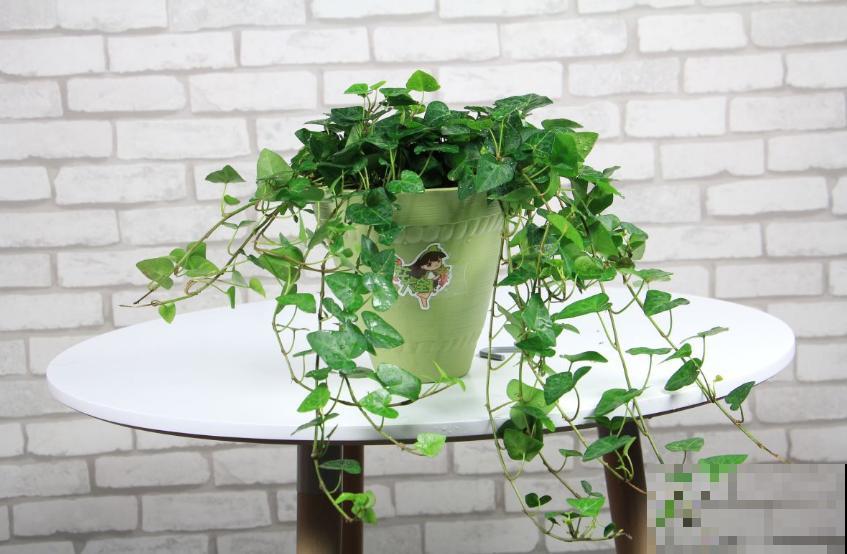 卧室植物别乱选,放几盆吊兰,净化空气超厉害! 卧室植物别乱选,放几盆吊兰,净化空气超厉害!