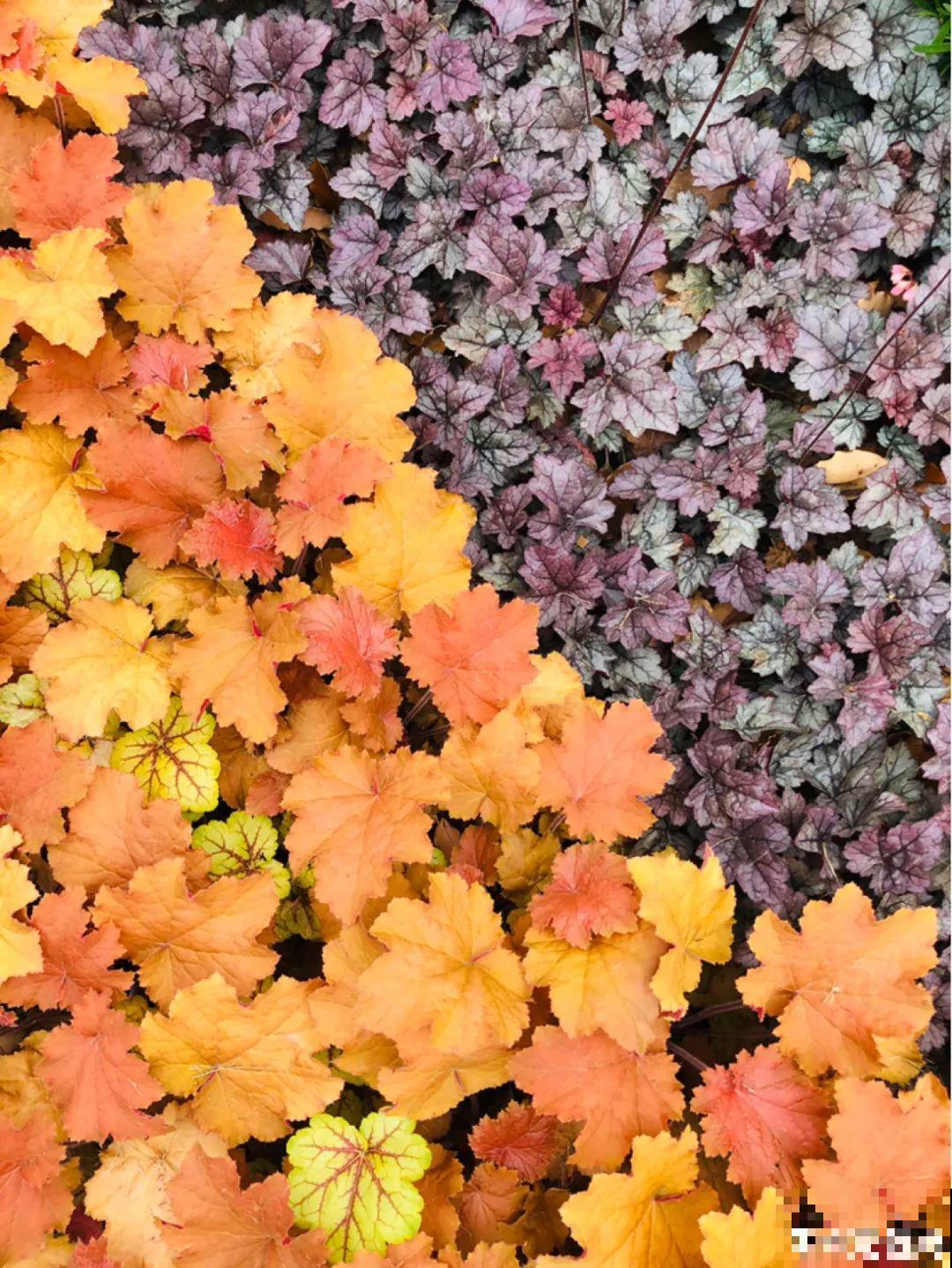 农村没人要的草，薅一把种院子里，很多土豪都在养！