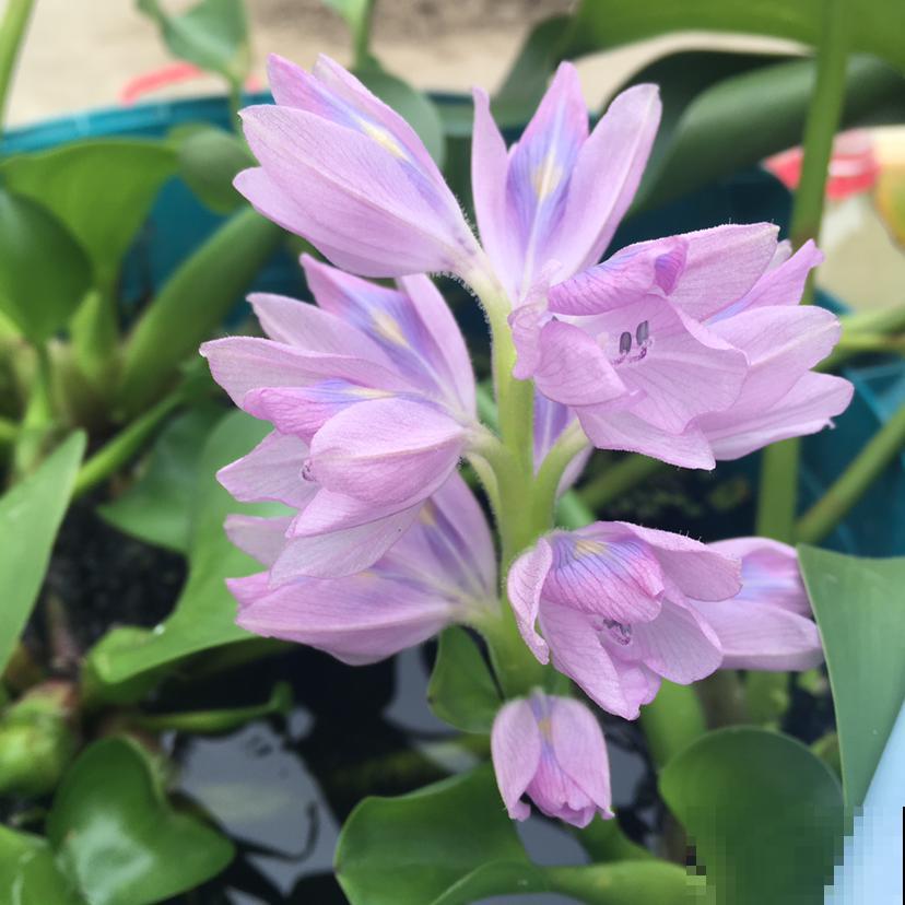 3种花开花颜值高,但是不能随意养护,泛滥成灾就麻烦了 3种花开花颜值高,但是不能随意养护,泛滥成灾就麻烦了