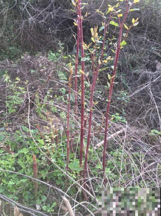 论能吃、会吃的好处，吃没了生物入侵，这操作太牛！