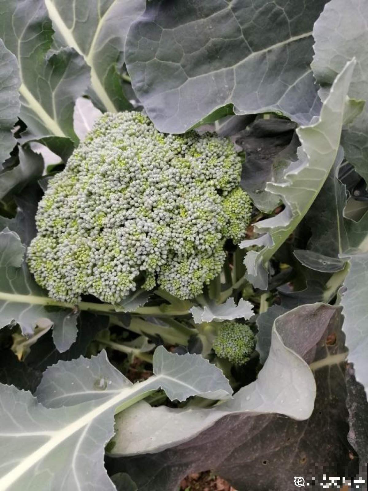 水里加点料，西兰花浸泡10分钟，脏东西都跑出来了