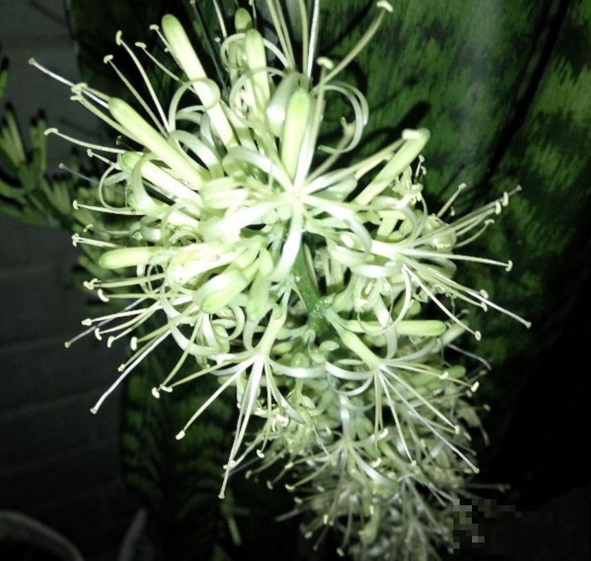 虎皮兰开花很简单，把根养好叶养肥，很快就开花！