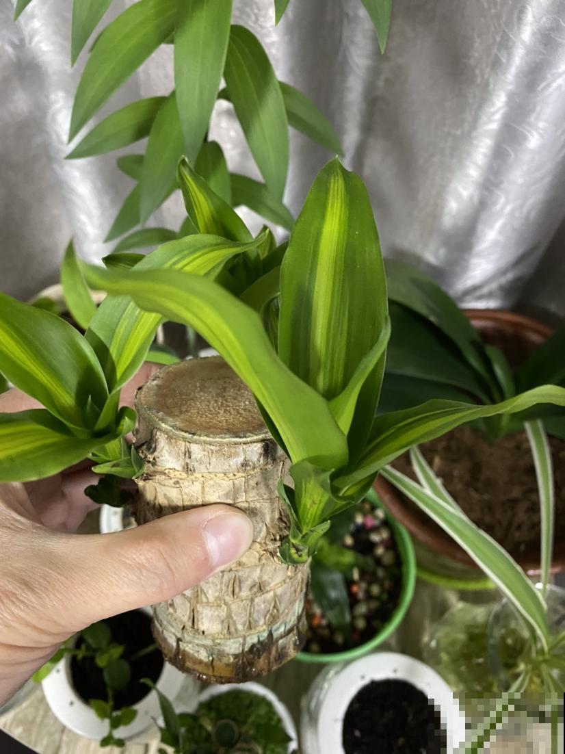 家里养盆巴西木，加点水就能冒芽，绿油油超有生机感