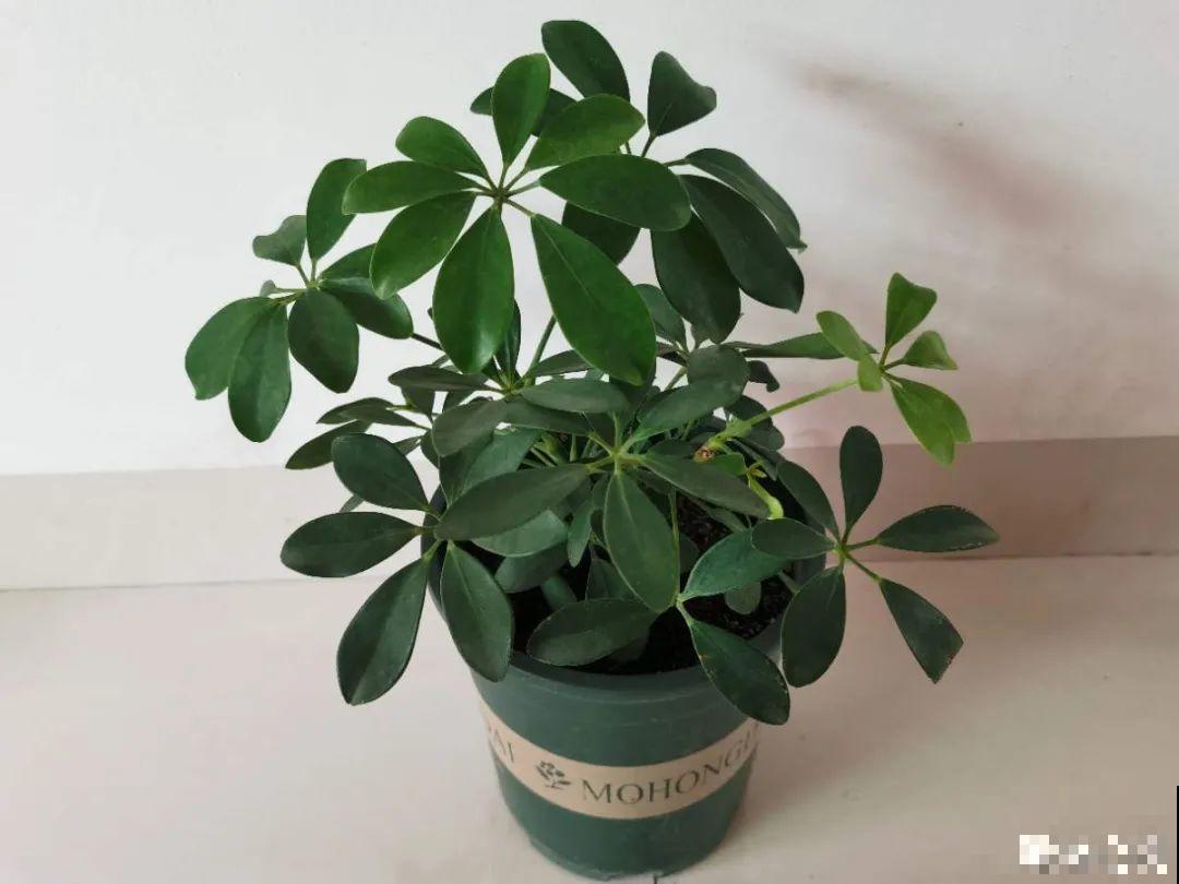 24种花,净化空气最厉害,绿萝竟然倒数! 24种花,净化空气最厉害,绿萝竟然倒数!