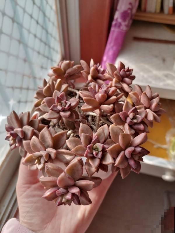 生根超快的多肉，摘片叶子撒土里，呼呼长嫩芽