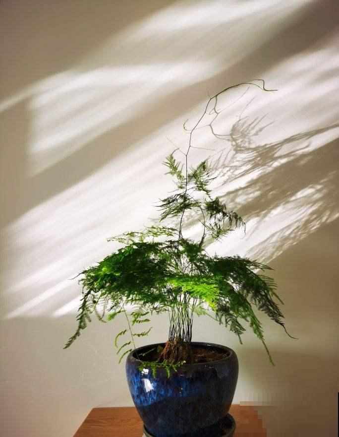 春天来了，3种花不能突然暴晒，容易灼伤叶子