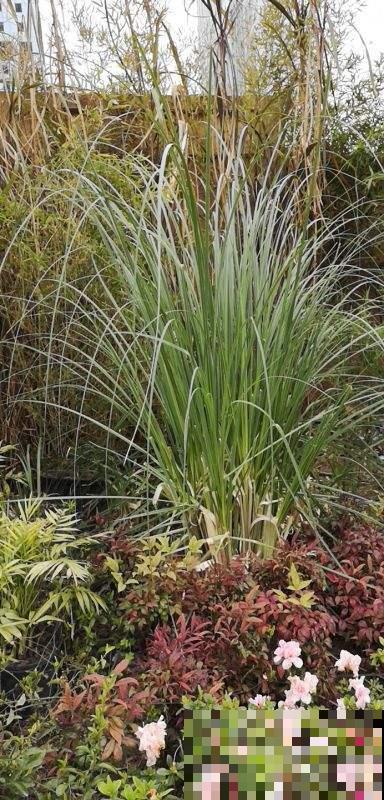 4种花养在卫生间,耐阴好养活,香味清新四溢 4种花养在卫生间,耐阴好养活,香味清新四溢