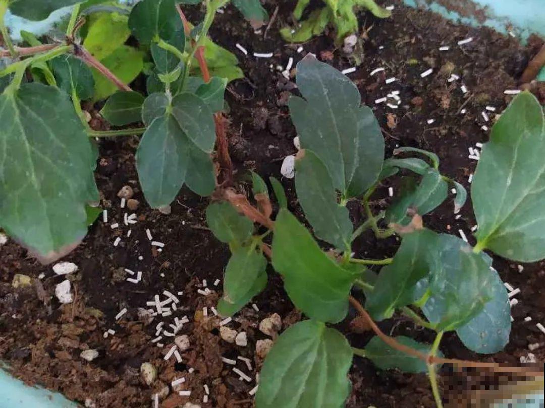 花盆里长了个“蛋”，赶紧换盆，否则必死无疑！