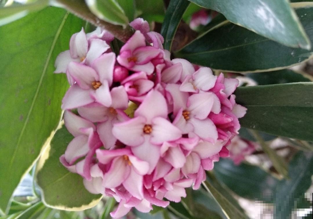 冬天的香水花，养1盆满屋子飘香，千万不要放卧室