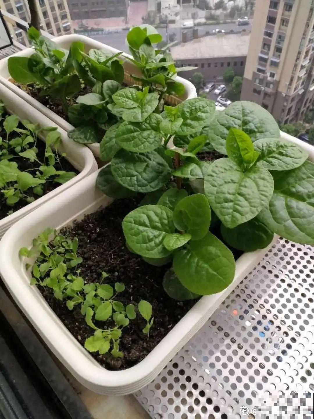 在家找个泡沫箱，撒把种子种蔬菜，不用出门买菜