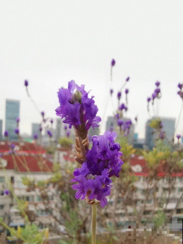 家里养5种花,花期时间超长,不凋零开不败 家里养5种花,花期时间超长,不凋零开不败