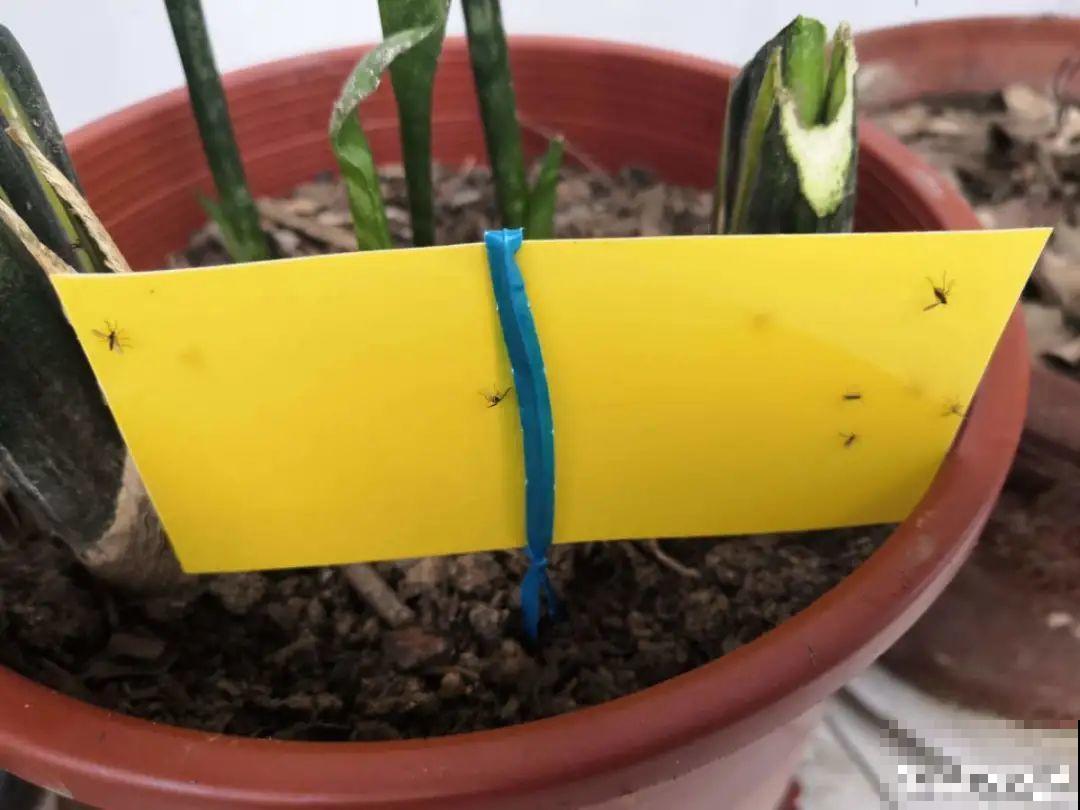 惊蛰之后，小虫乱飞，教你16种杀虫方法