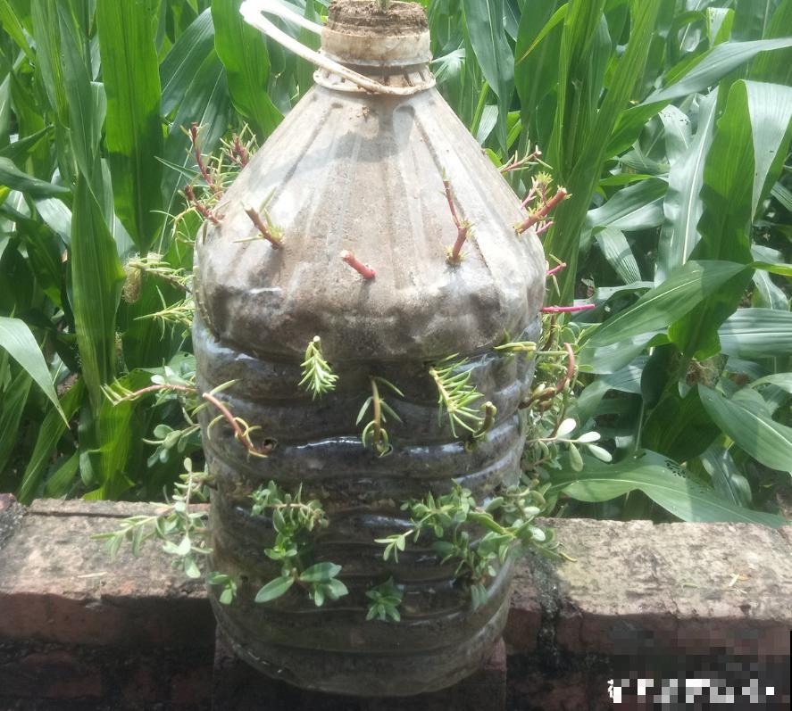 油桶用来种菜，省地儿还省钱，扔掉就是扔钱！