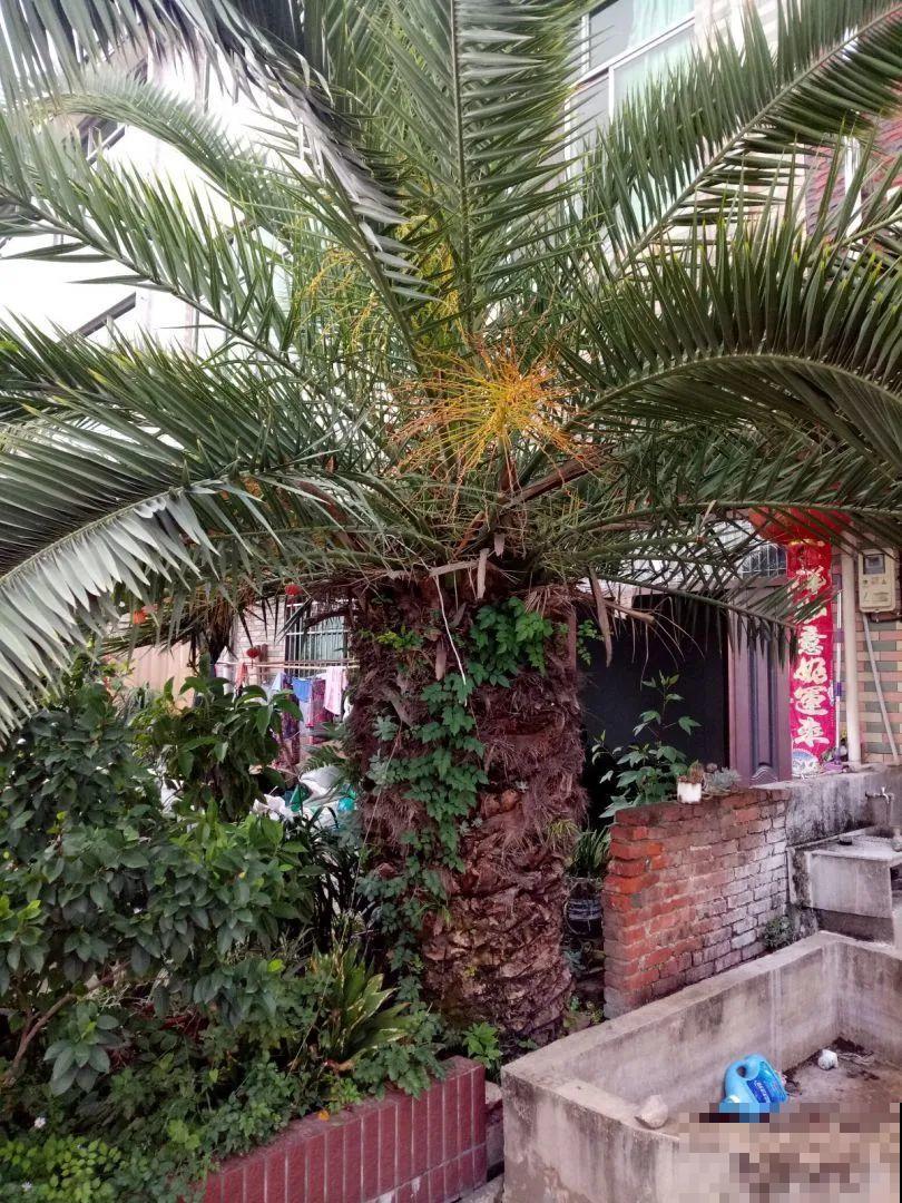 家里养盆镇宅花,一年红红火火,好运满满 家里养盆镇宅花,一年红红火火,好运满满