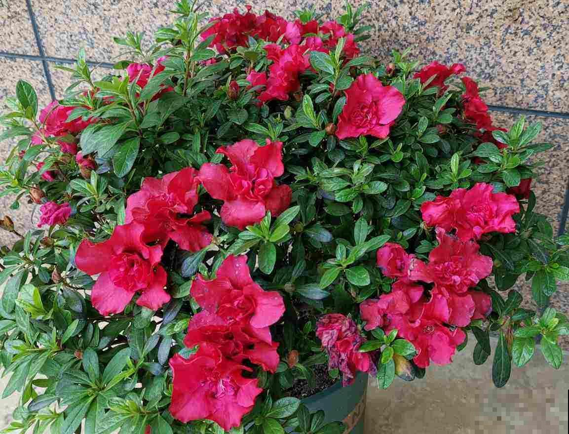 3种花天生“娇气”，冬天难养好，室内条件不好就别养