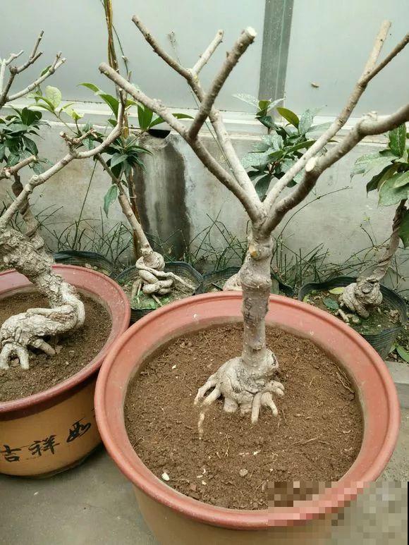 2月养花下狠手，剃光头、撸光叶，越狠越开花！