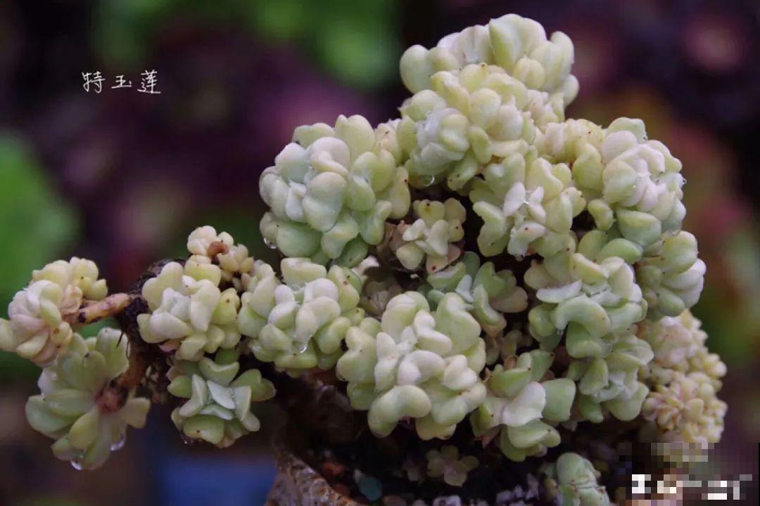 多肉要是养好了，精致得像艺术品，光看就很满足了