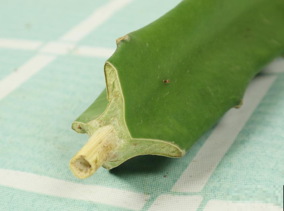 养护蟹爪兰,要注意8个要点,才能开出仙气飘飘花 养护蟹爪兰,要注意8个要点,才能开出仙气飘飘花