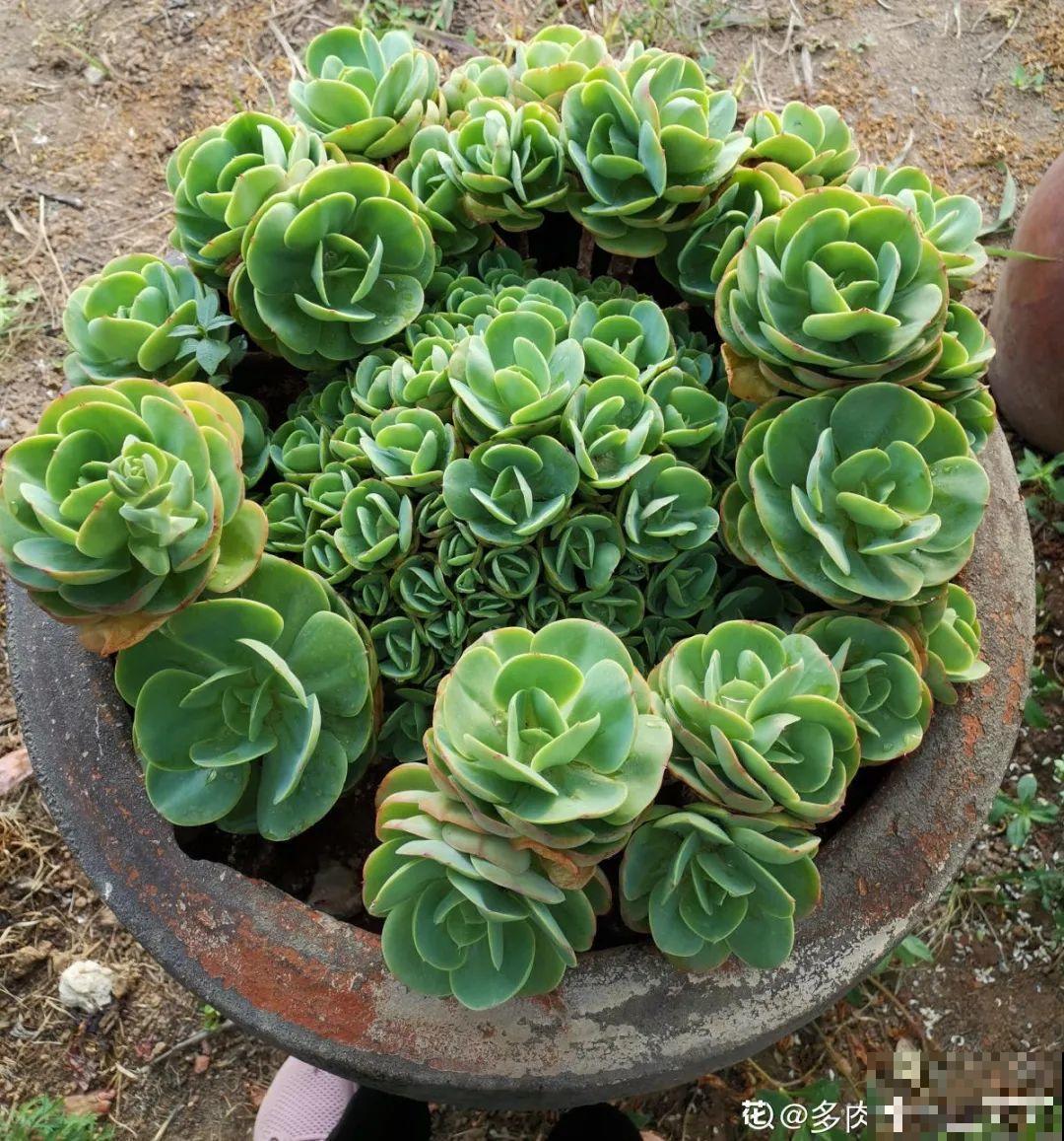 自然生长的多肉，叶子肥嘟嘟，壮得像大白菜