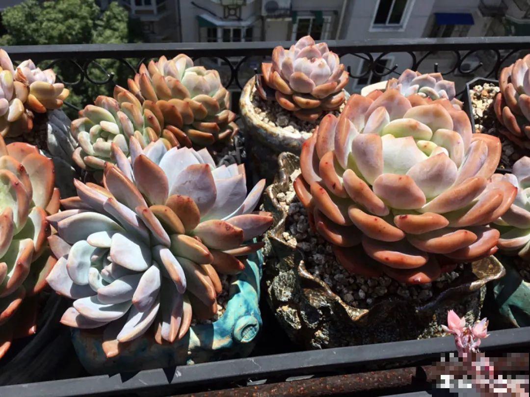 多肉要是养好了，精致得像艺术品，光看就很满足了
