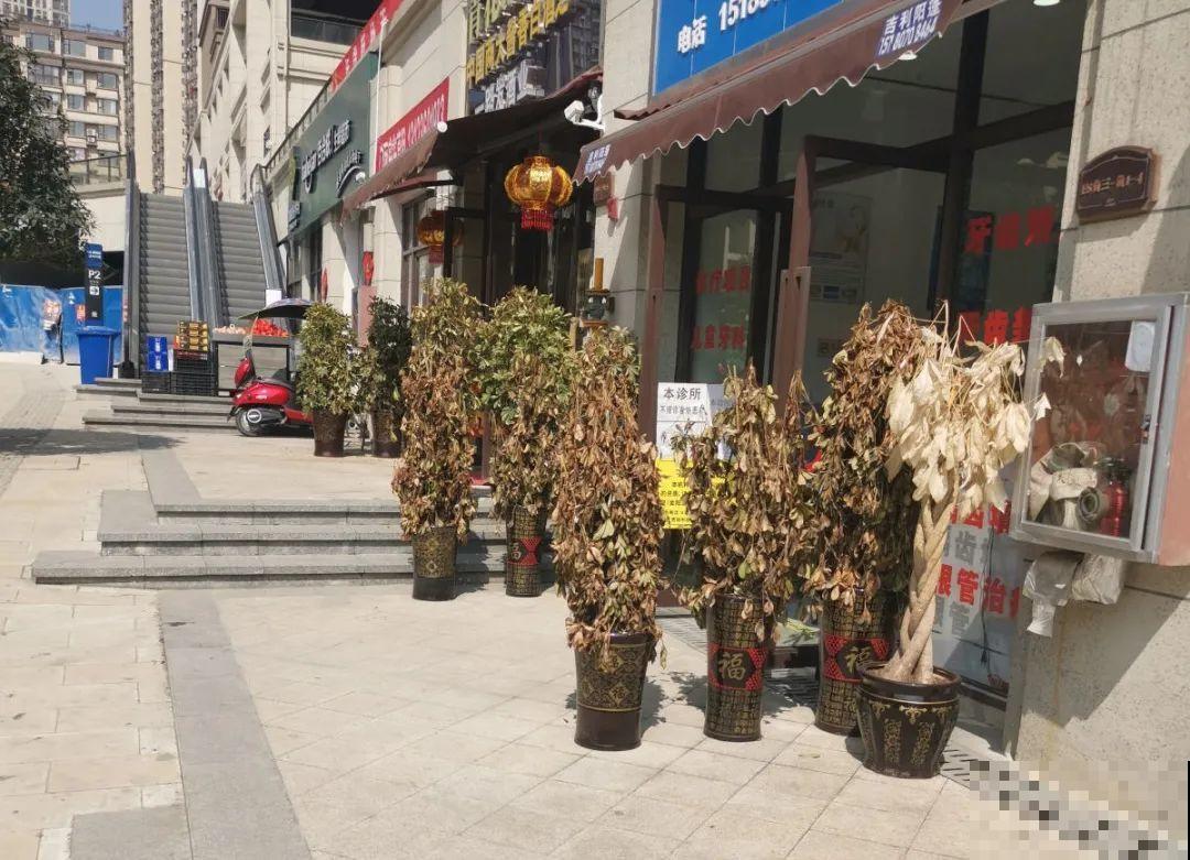 路边别人丢的大花盆，看着眼馋，好想捡回家