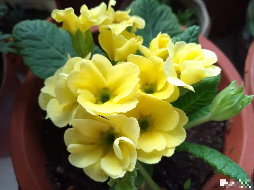 16种高颜值花，冬天耐寒不娇气，新手也能养爆盆