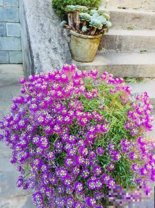 山上的尼姑庵,只养花不烧香,看完想出家 山上的尼姑庵,只养花不烧香,看完想出家