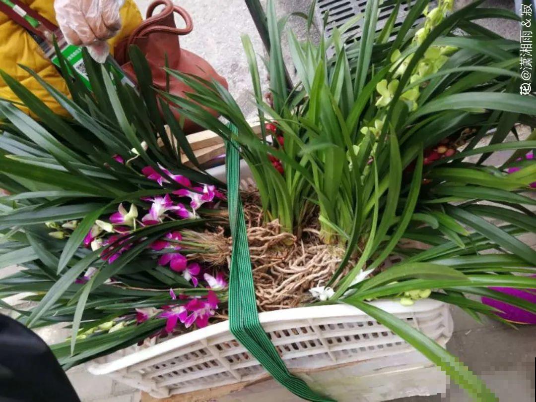 “短命”年宵花，买一盆枯一盆，太心疼