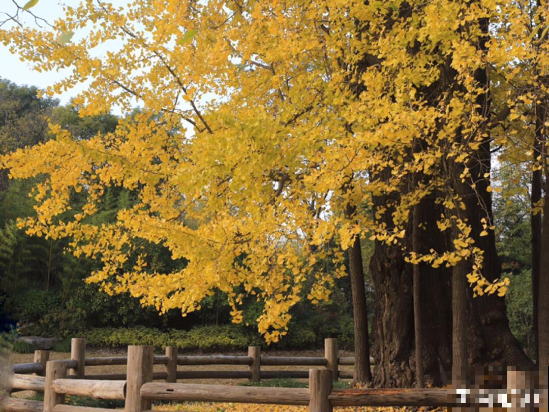 家里养盆镇宅花,一年红红火火,好运满满 家里养盆镇宅花,一年红红火火,好运满满